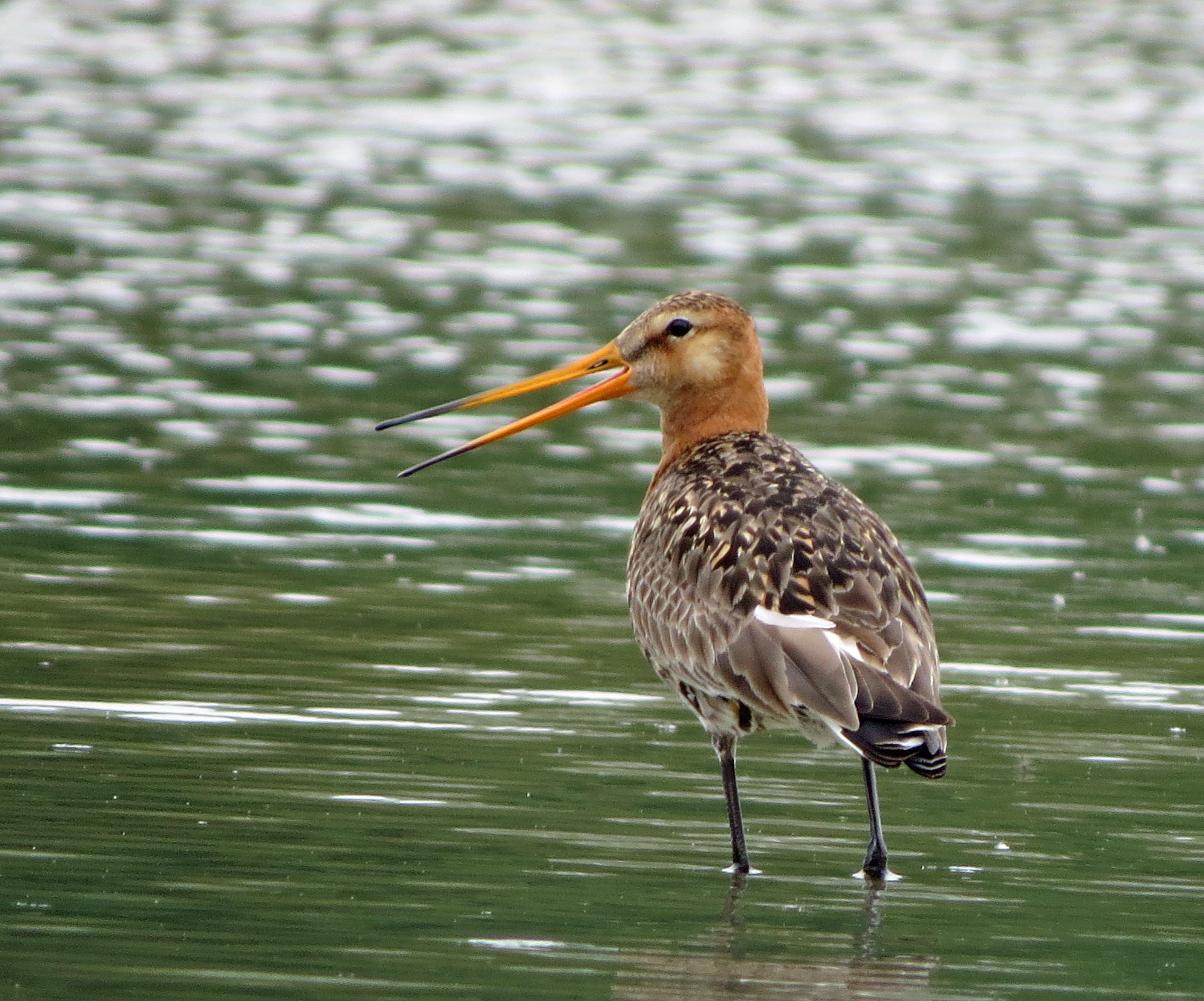 Mooi hoor ..... zo'n nieuwe site!
